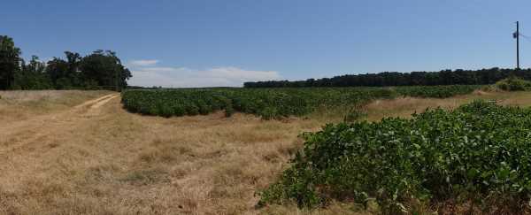 Area of Melson property in Accomack County, Virginia.