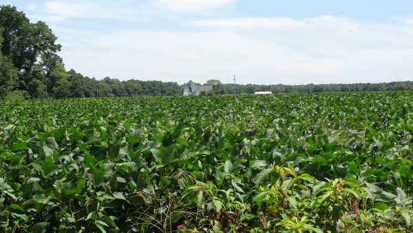 Area of Melson property in Accomack County, Virginia.