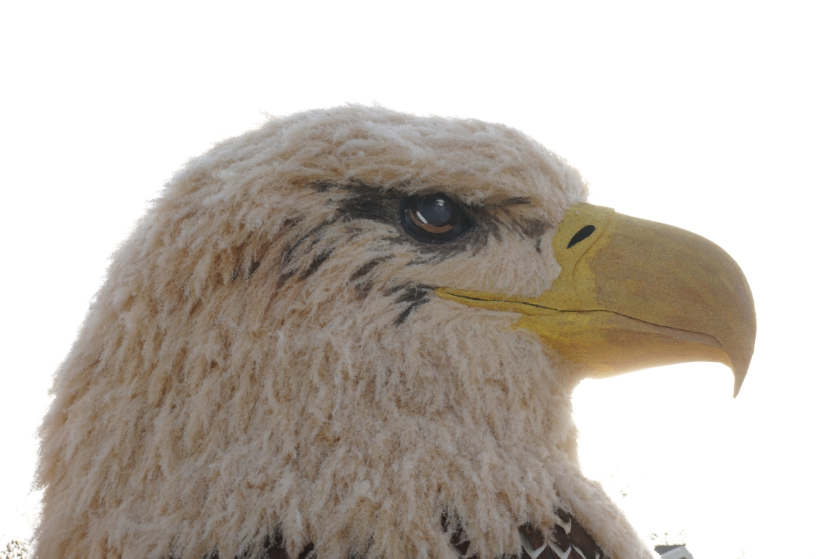 Floral bald eagle.